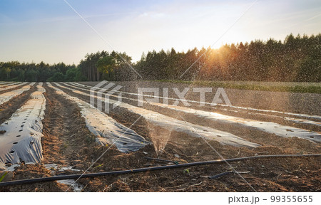 Organic farm field with patches covered with plastic mulch at sunset. Organic farm field with patches covered with plastic mulch at sunset. 99355655