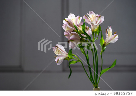 Alstroemeria pink flowers, abstract floral background, copy space 99355757