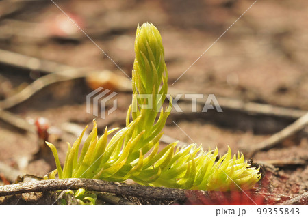 Closeup on the small and rare inundated, northern bog or marsh clubmoss, Lycopodiella inundata 99355843