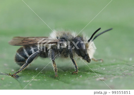 Closeup on a small male European leafcutter solitary mason bee, Megachile species 99355851