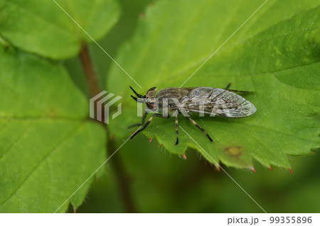Closeup on a common horsefly or cleg fly, haematopota pluvialis a blood sucking Tabanidae fly , sitting on a green leaf Closeup on a common horsefly or cleg fly, haematopota pluvialis a blood sucking Tabanidae fly , sitting on a green leaf 99355896