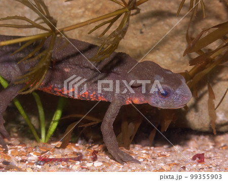 Closeup on a colorful male Japanese fire-bellied newt , Cynops pyrrhogaster 99355903
