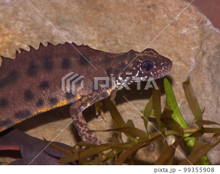 Closeup on a colorful male Triturus carnifex, Italian crested newt, underwater 99355908