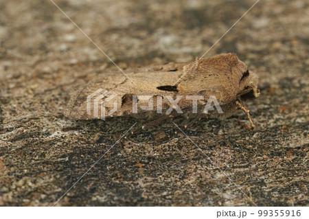 Closeup on a fresh emerged shoulder-striped wainscot moth, Leucania comma on a piece of wood in the garden 99355916