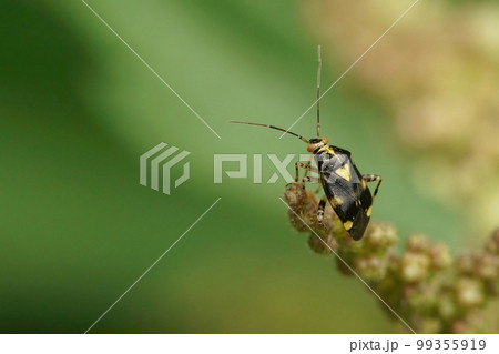 A closeup shot of a common nettle capsid bug, Liocoris tripustulatus, on a green leaf in the garden 99355919