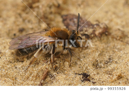 Closeup on a fresh emerged femalesandpit mining bee, Andrena barbilabris sitting in the sand Closeup on a fresh emerged femalesandpit mining bee, Andrena barbilabris sitting in the sand 99355926