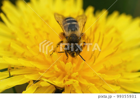 Closeup of the female of the Yellow-legged Mining Bee, Andrena flavipes in a dandelion, Taraxacum officinale flower 99355931