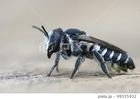 Closeup on a female Small Centaurea Leafcutter bee , Megachile apicalis form Southern France sitting on a piece of wood 99355932