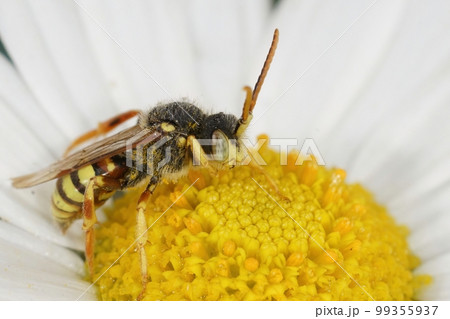 Closeup on a male Lathbury's nomad bee, Nomada lathburiana sitting on a common daisy , Bellis perrennis Closeup on a male Lathbury's nomad bee, Nomada lathburiana sitting on a common daisy , Bellis perrennis 99355937