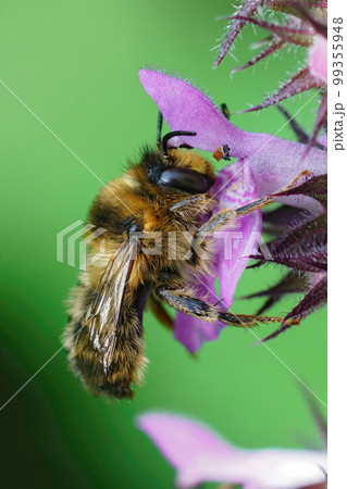 Closeup on a male fork-tailed flower bee, Anthophora furcata hanging on a purple flower of hedge woundwort, Stachys sylvatica 99355948