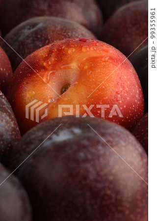 Wet red plum between dark blue plums close-up. Drops of water on a red plum. Macro shot. Natural fruit background. Texture background of fresh plums. Wet red plum between dark blue plums close-up. Drops of water on a red plum. Macro shot. Natural fruit background. Texture background of fresh plums. 99355961