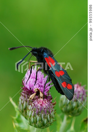 Closeup of the colorful diurnal Six- spot burnet moth , Zygaena filipendulae sitting on a thistle against a green background Closeup of the colorful diurnal Six- spot burnet moth , Zygaena filipendulae sitting on a thistle against a green background 99355986