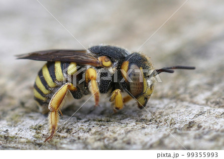 Detailed closeup on a male Grohmann's, Yellow-Resin Bee, Icteranthidium grohmanni 99355993