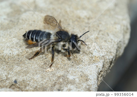 Closeup on a female Willowherb leafcutter bee, Megachile lapponica Closeup on a female Willowherb leafcutter bee, Megachile lapponica 99356014