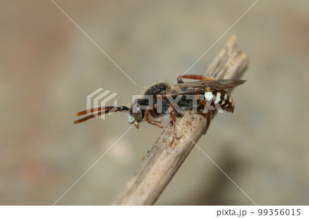 Closeup on a male bear-clawed nomad bee, Nomada alboguttata sitting on a twig 99356015