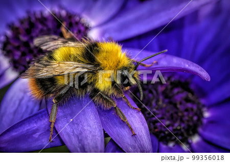 Closeup on a queen Buff-tailed bumblebee , Bombus terrestris , sitting on vegetation 99356018
