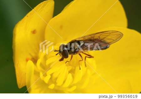 Closeup on a common short Melanostoma mellinum hoverfly on a yellow buttercup flower 99356019
