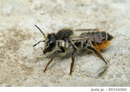 Closeup on a female Willowherb leafcutter bee, Megachile lapponica Closeup on a female Willowherb leafcutter bee, Megachile lapponica 99356060