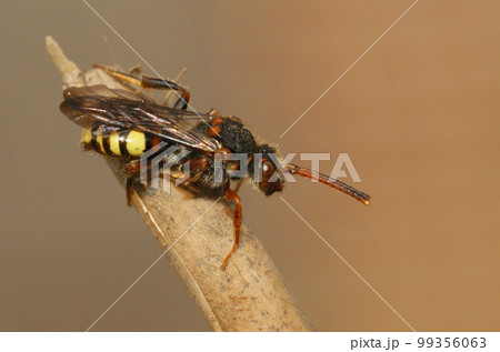 Closeup on a female cleptoparasite Variable nomad bee, Nomada zonata sitting on a twig 99356063