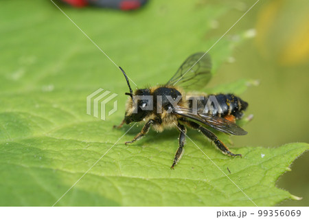 Closeup on a female brown footed leafcutter bee, Megachile versicolor, sitting on a green leaf 99356069