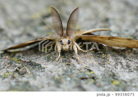 Closeup on a male Gypsy moth , Lymantria dispar with it's remarkable bat-alike antenna 99356075