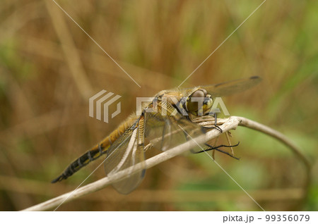 Closeup on a four spotted chaser dragonfly, Libellula quadrimaculata in the vegetation 99356079
