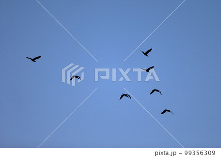 渡り鳥　イメージ 99356309