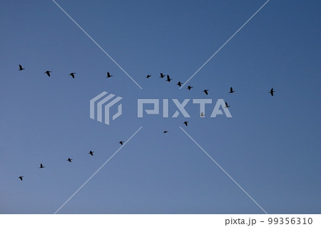 渡り鳥　イメージ 99356310