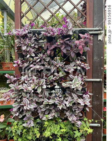 callisia pink lady purple green plant flowers in clay pot callisia pink lady purple green plant flowers in clay pot 99356956