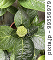 hydrangea white flowers green leaf plants garden 99356979