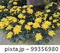 chrysanthemum yellow flowers green leaf plants in pots garden  99356980