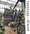 cactus succelent plant green leaf in wood marble clay pots 99356981