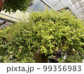 peperomia serpens radiator plants green leaf in pots garden  99356983