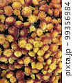 Field of beautiful yellow flowers 99356984