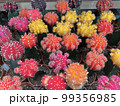Top view of a Cactus n pot at garden.shallow dept of field  99356985