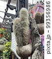 espostoa cactus garden in pot green flowers 99356986