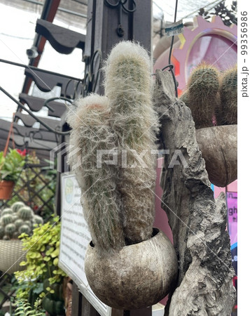 espostoa cactus garden in pot green flowers 99356986