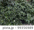 capsicum annuum white green chilli leaf plants 99356989