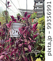 tradescantia purple green trailing in white pot clay garden flower 99356991