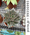 echeveria purpusorum green pot clay garden plants 99356993