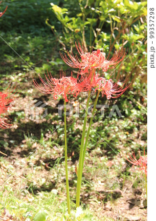 秋の花/真っ赤な「ヒガンバナ」 秋の花/真っ赤な「ヒガンバナ」 99357298