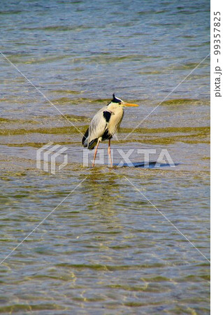 神の島『 安芸の宮島』に憩う… 青鷺 神の島『 安芸の宮島』に憩う… 青鷺 99357825