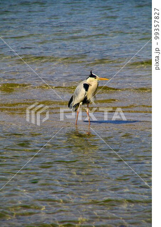 神の島『 安芸の宮島』に憩う… 青鷺 99357827