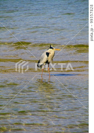 神の島『 安芸の宮島』に憩う… 青鷺 神の島『 安芸の宮島』に憩う… 青鷺 99357828