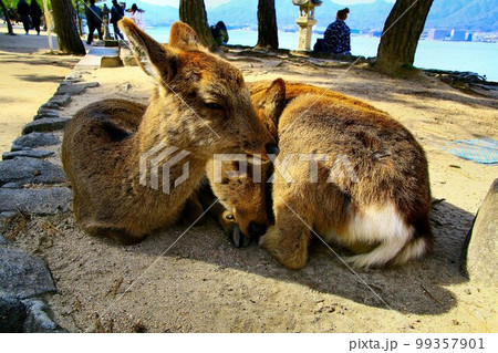 神鹿の憩う島… 安芸の宮島 神鹿の憩う島… 安芸の宮島 99357901