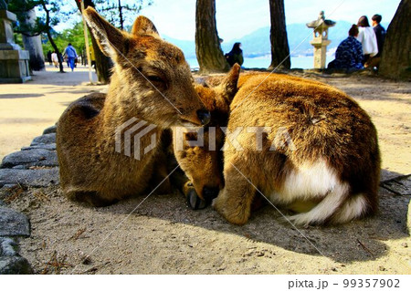 神鹿の憩う島… 安芸の宮島 神鹿の憩う島… 安芸の宮島 99357902