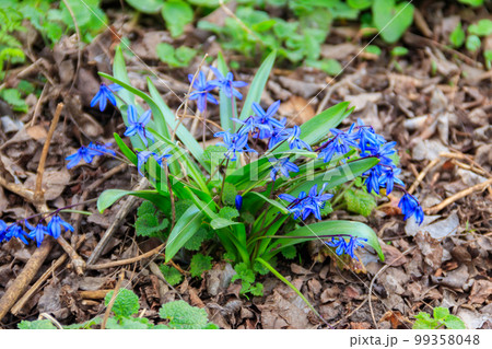 Blue scilla flowers (Scilla siberica) or siberian squill 99358048
