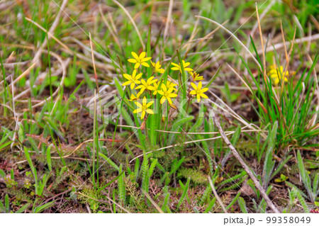 Yellow star-of-Bethlehem flowers (Gagea lutea) on a green meadow Yellow star-of-Bethlehem flowers (Gagea lutea) on a green meadow 99358049