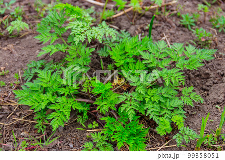 Green hemlock spotted plants (Conium Maculatum) 99358051