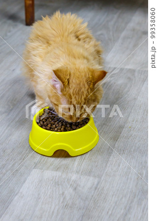 Cute cat eating his food from yellow plastic bowl on a floor Cute cat eating his food from yellow plastic bowl on a floor 99358060